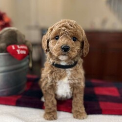 Mason/Mini Goldendoodle									Puppy/Male	/10 Weeks,We have Beautiful Mini Goldendoodle puppies available and ready for their new homes now! These are all very happy and friendly and would be a great addition to your home! They are very hypoallergenic with basically no shedding which is very nice! The puppies will grow to be 18-22 lbs as an adult. Mom is an 20 lb Goldendoodle and has the best temperament and super friendly! Dad is a 15 lb Mini Goldendoodle and has a great temperament as well! Both are beautiful and doing very well! They have both been health tested. The puppies will be vet checked and up to date on all vaccines and deworming. When purchasing a puppy with us you will receive a small bag of puppy food, a blanket with mom and litter scent, a favorite toy, a written one year health guarantee, and a health certificate from the vet. Reach out to us at anytime for more information or to schedule a visit with these sweet puppies! Shipping and delivery available for an additional fee. 