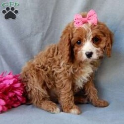 Daisy/Cavapoo									Puppy/Female	/11 Weeks,Turn winter’s gray days into warm moments with the perfect puppy! My name is Daisy and I have the sweetest little cavapoo face you have ever seen! I am sure with one look into my warm, sweet eyes I’ll be sure I will have captured your heart already! I am very happy, playful and very kid friendly! I stand out above the rest with my beautiful red coat with white markings and my sweet puppy eyes!! Full of personality and always ready to give amazing puppy kisses, I would love to fill your home with all of my puppy love! I have been vet checked and I am up to date on vaccinations and dewormings and I will also come with a 1-year guarantee with the option of extending it to a 3-year guarantee.  Shipping is available, so distance is not an issue! My mother is a Sunshine, sweet, loving 14# Cavalier, and my father is Blake, a 17# mini poodle! That makes me an F1 cavapoo and I will grow to approx. 14-17# and I will be hypoallergenic and nonshedding!! Why wait when you know I am meant to be yours? Call or text Martha to make me the newest addition to your family and get ready to spend a lifetime of tail wagging fun!   (7% sales tax on in home pickups)  