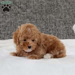 Kirk/Havapoo									Puppy/Male	/8 Weeks,This is a gorgeous litter of family/house raised havapoo puppies. Their mom is a havapoo, and their dad is a toy poodle. They have dark red colored coats, and are well socialized and looking for their new forever homes. They are up to date on their vaccinations and dewormings, and have been vet checked. Feel free to call with questions, or to set up a time to come visit them. Thanks,