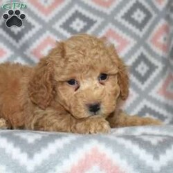 Peanut/Bich-Poo									Puppy/Male	/December 1st, 2025,Peanut is a sweet Bich Poo puppy with a golden coat and charming white accents. His playful, goofy personality makes him impossible not to love. Peanut thrives on interaction and loves being part of family life.