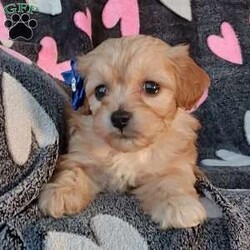Champ/Toy Poodle Mix									Puppy/Male	/8 Weeks,Meet sweet lil Champ!! Family raised with love well socialized with children and adults caring heart who will always be there comforting you with lots of love! We have 3 children so our fur-babies get lots of attention/Snuggles!!!! If you want to meet, contact Susan to schedule a visit im a at home mom so im pretty available! You would get along vet certificate, microchip numbers, health records, warranty that’s good for up to 1 year and a lil baggy food!! 