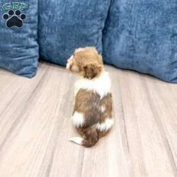 Harry/Havanese									Puppy/Female	/8 Weeks,Hello there!  I’m Harry a beautiful Havanese puppy! These puppies have a Mom that weighs around 11 pounds and Dad weighs around 12 pounds! Harry is the perfect addition to any family. Don’t miss the opportunity to bring home this delightful Havanese puppy! I’m well socialized with children and ready to fit into your family! I would love to fill your home with all of my  puppy love! I have been vet checked, microchipped and I am up to date on vaccinations and dewormings and will come with a one year genetic health guarantee. Call or text anytime to make me the newest addition to your family and get ready to spend a lifetime of tail wagging fun!