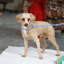 Miles/Bichon Frise									Puppy/Male	/7 Weeks,Hi, I’m Miles! I’m a very cute little Bichon puppy with the softest, fluffiest white coat and the happiest little wiggle you’ve ever seen. I love to bounce around and play, chasing toys and making everyone laugh with my silly puppy antics. When I’m not exploring or showing off how adorable I am, I’m happiest cuddled up close, soaking up all the love and giving sweet little puppy kisses. I have a bright, cheerful personality and a heart full of affection, and I can’t wait to be someone’s best friend forever!