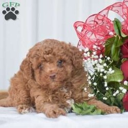 Cupid – F1B/Cavapoo									Puppy/Male	/13 Weeks,Looking for the perfect Valentine!? Look no further! These adorable Cavapoo pups are F1B generation there mother is a Cavapoo and there father is a Toy Poodle making these pups 3/4 Poodle which is great for a least shedding hypoallergenic dog! Full health records provided, shots and dewormed, 1 year health guaranteed, crate training started and more! Our puppies are family raised round children of all ages and the outdoors. There super friendly and playful personalities make them the purrrfect companion for you and your family to welcome home!