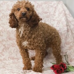 Joy/Cockapoo									Puppy/Female	/17 Weeks,Cuddly, playful and so incredibly friendly! These precious, adorable Cockapoo puppies are family raised with lots of TLC and are well socialized! Their soft curls, soulful eyes, and sweet personalities make them living and breathing teddy bears who are pretty much irresistible! Their shots and dewormer are UTD and they will come with a vet certificate from our veterinarian, along with a one year genetic health guarantee. These cuties are paper trained and are currently going out in the grass, which will help to make your house training so much easier! We believe in letting our puppies keep their natural tails so we do not dock them. Their mother, Fadella, is an 18lb. beautiful Buff colored Cocker Spaniel who is registered with AKC. Their charming Dad, Jeremy, is a 12 pound Mini Poodle who has a stunning red coat, and is also registered with AKC. Both parents enjoy life here on the premises and are available for you to see and meet! Our adorable Cockapoos are sure to steal your heart the moment you meet them. Please call today for more info! No text messages accepted. License number 16910.