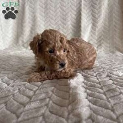 Grant/Toy Poodle									Puppy/Male	/11 Weeks,Meet Grant! These sweet AKC-registered Toy Poodle puppies are raised with lots of love and attention. They are microchipped and come from genetically tested parents, Rambo (4.5 lbs) and Brinley (8.5 lbs). Each puppy is vet checked, up to date on shots and wormer, and goes home with a 30-day health guarantee plus a 2-year genetic health guarantee. Raised around kids, they are well socialized, playful, and affectionate with great little temperaments. They’re truly wonderful pups looking for loving homes. Grant is 100 genetically clear and has an approximated adult weight of 6-8 lbs.