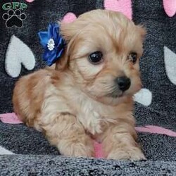 Champ/Toy Poodle Mix									Puppy/Male	/8 Weeks,Meet sweet lil Champ!! Family raised with love well socialized with children and adults caring heart who will always be there comforting you with lots of love! We have 3 children so our fur-babies get lots of attention/Snuggles!!!! If you want to meet, contact Susan to schedule a visit im a at home mom so im pretty available! You would get along vet certificate, microchip numbers, health records, warranty that’s good for up to 1 year and a lil baggy food!! 