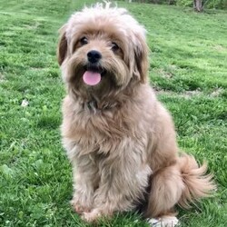 Ruby/Pomapoo									Puppy/Female	/8 Weeks,This cute little girl is ready to find his forever home! She is a F1b toy Pomapoo, (mother is a pomapoo, father is a toy poodle), with a beautiful soft, curly coat and the sweetest expression to match his personality. She is family-raised, well-socialized, and accustomed to normal household activity. She has been vet-checked and dewormed, giving you peace of mind as you welcome her into your family.