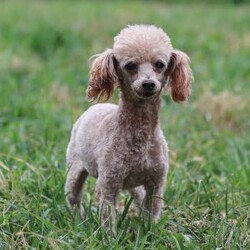 Luca/Maltipoo									Puppy/Male	/December 31st, 2025,Meet Luca, a tan male malti-poo puppy raised with intentional care, early socialization, and daily interaction to support confidence and companionship. He receives daily interaction and thoughtful development to help [him/her] grow into a confident, well-adjusted companion. Our goal is simple: to give each puppy a strong foundation—physically, emotionally, and socially—before he joins his forever family.