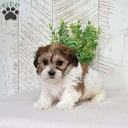 Kiwi/Teddy Bear									Puppy/Female	/December 30th, 2025,Kiwi is tiny, sweet, and packed with personality. Shichons are known for their affectionate hearts and playful streak, and she brings both in full force. She’s the type to follow you everywhere, supervise your daily tasks, and then demand belly rubs as payment. Soft, fluffy, and full of sparkle — Kiwi is equal parts cuddle bug and little comedian.