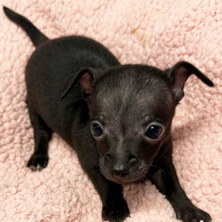 Adopt a dog:Becky/Chihuahua/Female/January 25, 2026,Hi, I'm Becky! I'm a 6-week-old female Chihuahua with a beautiful black coat, born on January 25. I'll be ready to go home to my forever family after March 26, once I'm grown enough to leave my litter. When I reach my adult size, I should weigh between 6–8 lbs. I'm CKC registered. My goal in life is to keep your lap warm and your heart full.
