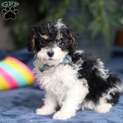 Ricky/Saint Berdoodle									Puppy/Male	/10 Weeks,Meet Ricky, a very cute F1B Miniature Saint Bernedoodle boy with the sweetest personality and the most irresistible fluffy coat! This handsome little guy is full of charm, curiosity, and playful energy, always ready to explore his surroundings or cuddle up right by your side. Ricky has a gentle, loving nature and a happy tail that never seems to stop wagging. He’s smart, affectionate, and eager to please, making him a wonderful companion for families of all ages. Whether he’s romping around during playtime or snuggling in for a cozy nap, Ricky is sure to fill your home with laughter, love, and puppy kisses.