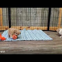 Casper/Lhasa-Poo									Puppy/Male	/7 Weeks,Meet your new BFF, Casper! This adorable Lhasa-Poo puppy is vet checked & up to date on shots & wormer. He can be registered, plus comes with a health guarantee provided by the breeder! Casper is well socialized & currently being family raised with children!