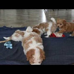 Max/Maltipoo									Puppy/Male	/8 Weeks,Meet your new BFF, Max! This super cute Maltipoo puppy is vet checked & up to date on shots & wormer, plus comes with a health guarantee provided by the breeder! Max is well socialized & currently being family raised with children!
