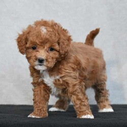 Wyola/Cavapoo									Puppy/Female	/8 Weeks,To contact the breeder about this puppy, click on the “View Breeder Info” tab above.