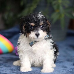 Ricky/Saint Berdoodle									Puppy/Male	/10 Weeks,Meet Ricky, a very cute F1B Miniature Saint Bernedoodle boy with the sweetest personality and the most irresistible fluffy coat! This handsome little guy is full of charm, curiosity, and playful energy, always ready to explore his surroundings or cuddle up right by your side. Ricky has a gentle, loving nature and a happy tail that never seems to stop wagging. He’s smart, affectionate, and eager to please, making him a wonderful companion for families of all ages. Whether he’s romping around during playtime or snuggling in for a cozy nap, Ricky is sure to fill your home with laughter, love, and puppy kisses.