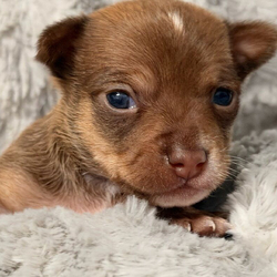 Adopt a dog:Jason/Chihuahua/Female/October 28, 2025,Hi, I'm Jason! I'm a 19-week-old male Chihuahua with a beautiful chocolate sabled fawn coat, born on October 28. I am ready now to plan my trip to my forever family. Once I reach my adult size, I'm expected to weigh between 7–9 lbs. I'm CKC registered. Let's start our forever adventure together.