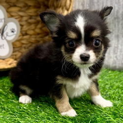 Adopt a dog:Ranger/Chihuahua/Female/December 28, 2025,Hi, I'm Ranger! I'm a 10-week-old male Chihuahua with a beautiful black & white coat, born on December 28. I'll be ready to go home to my forever family after February 23, once I'm grown enough to leave my litter. When I reach my adult size, I should weigh between 5–9 lbs. I'm APRI registered. My little paws are ready to make big imprints on your heart.
