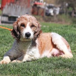 Ricky/Saint Berdoodle									Puppy/Male	/10 Weeks,Meet Ricky, a very cute F1B Miniature Saint Bernedoodle boy with the sweetest personality and the most irresistible fluffy coat! This handsome little guy is full of charm, curiosity, and playful energy, always ready to explore his surroundings or cuddle up right by your side. Ricky has a gentle, loving nature and a happy tail that never seems to stop wagging. He’s smart, affectionate, and eager to please, making him a wonderful companion for families of all ages. Whether he’s romping around during playtime or snuggling in for a cozy nap, Ricky is sure to fill your home with laughter, love, and puppy kisses.