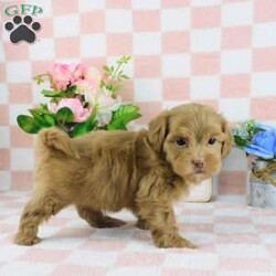 Casper/Lhasa-Poo									Puppy/Male	/7 Weeks,Meet your new BFF, Casper! This adorable Lhasa-Poo puppy is vet checked & up to date on shots & wormer. He can be registered, plus comes with a health guarantee provided by the breeder! Casper is well socialized & currently being family raised with children!
