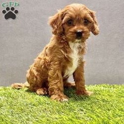 Rocky/Cavapoo									Puppy/Male	/8 Weeks,Hi my name is Rocky! I am a blonde with white cavapoo. My mom is a blenheim akc cavailer, and my dad is a red akc poodle. I love to play and cuddle.  I have been family raised around small children. I am currently working on my social skills. I have been vet checked and microchipped. I come with a one year genetic health guarantee. I am current on all vaccines and de-wormer. I will bring a mama blanket to my new home, it has her scent on it so it helps me adjust better. If you would like additional information please call or text Aaron. He can also send you more pictures or a video. If you would like we can also Facetime. Delivery options available. 