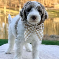 Praise/Bernedoodle									Puppy/Female	/9 Weeks,Meet Praise! She is a beautiful girl with a gorgeous chocolate Merle and white hair coat She is so sweet and playful. She can’t wait to meet you! 