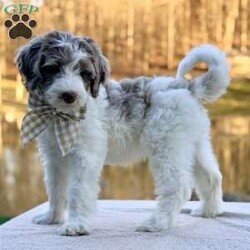 Praise/Bernedoodle									Puppy/Female	/9 Weeks,Meet Praise! She is a beautiful girl with a gorgeous chocolate Merle and white hair coat She is so sweet and playful. She can’t wait to meet you! 
