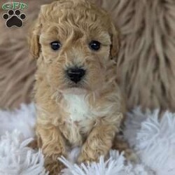 Sally/Bich-Poo									Puppy/Female	/6 Weeks,Hi meet Sally! I am a happy puppy. Looking for a loving home and someone to take my puppy Kisses ! My mom Bailey weighs around 12 lb and Daddy Sarge weighs around 14 lb. They are both happy and healthy! If you would love to snuggle with me, please give Rebecca a call or text and she would love to chat with you! 