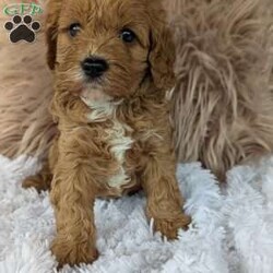 Champ/Cavapoo									Puppy/Male	/7 Weeks,Hi meet Champ! I am a happy healthy puppy looking for someone to give me lots of puppy kisses and play with me !! My parents are friendly and love attention, momma Luna is a miniature poodle weighing around 14 pounds daddy Lincoln is a cavalier . Any questions feel free to call Rebecca and she would love to chat with you!!