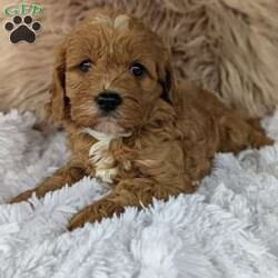 Champ/Cavapoo									Puppy/Male	/7 Weeks,Hi meet Champ! I am a happy healthy puppy looking for someone to give me lots of puppy kisses and play with me !! My parents are friendly and love attention, momma Luna is a miniature poodle weighing around 14 pounds daddy Lincoln is a cavalier . Any questions feel free to call Rebecca and she would love to chat with you!!