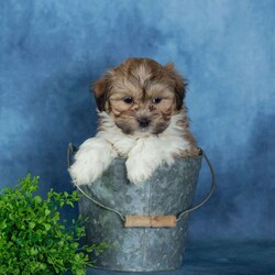 Van/Teddy Bear									Puppy/Male	/12 Weeks,To contact the breeder about this puppy, click on the “View Breeder Info” tab above.