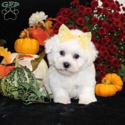Jan/Bichon Frise									Puppy/Female	/34 Weeks,To contact the breeder about this puppy, click on the “View Breeder Info” tab above.