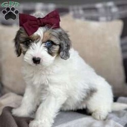 Dot/Mini Bernedoodle									Puppy/Female	/7 Weeks,Meet Dot! These beautiful babies are being well loved and pre spoiled, waiting for their forever home. We are guessing they will be under 30lbs full grown and will make a great addition to any home. They will be up to date on dewormer and puppy vaccinations and vet appointments. They will come microchipped with a tag and all of their up to date paperwork and current dog food in a goody bag to take home. We require a deposit via venmo to hold your puppy. You can come pick your puppy up at our office or we are able to ship for a seperate fee! Reach out via text, call, or email! 