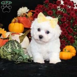 Jan/Bichon Frise									Puppy/Female	/34 Weeks,To contact the breeder about this puppy, click on the “View Breeder Info” tab above.