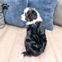 Jessabelle/Mini Sheepadoodle									Puppy/Female	/8 Weeks,Meet Jessabelle! This sweet and adorable F1B Mini Sheepadoodle is looking for a forever family!