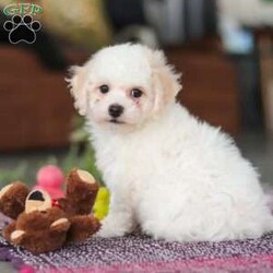 Charlie/Bichon Frise									Puppy/Male	/7 Weeks,Charlie is an absolutely adorable AKC Bichon Frise puppy with a heart as soft as his fluffy white curls. This sweet little guy has the brightest, most curious eyes and a playful spirit that makes everyone fall in love with him instantly. Whether he’s prancing around on his tiny paws, snuggling up for cozy cuddles, or showing off his gentle, loving personality, Charlie brings pure joy wherever he goes. He’s the perfect blend of elegance and playful mischief—an irresistibly cute companion who’s sure to become someone’s very best friend.
