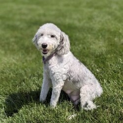 Jessabelle/Mini Sheepadoodle									Puppy/Female	/8 Weeks,Meet Jessabelle! This sweet and adorable F1B Mini Sheepadoodle is looking for a forever family!