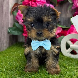 Adopt a dog:Gunnar/Yorkshire Terrier/Female/January 18, 2026,Hi, I'm Gunnar! I'm a 9-week-old male Yorkshire Terrier with a beautiful black & tan coat, born on January 18. I'll be ready to go home to my forever family after April 12, once I'm grown enough to leave my litter. When I reach my adult size, I should weigh between 3–8 lbs. I'm AKC registered. Your lap looks like the perfect spot for my puppy naps.