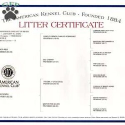 Maverick/Toy Poodle									Puppy/Male	/February 8th, 2026,Meet Maverick! An adorable Easter puppy! Pictures are cute, but they don’t do justice! He is a playful cuddly ball of fur with a gorgeous deep red coat. He has a fun loving personality that makes him a very playful puppy. He is being well taken care of in our house till he can find his new family. His mom is around 9 pounds, and his dad 5 pounds. He will come to you fully vaccinated and dewormed. He will also be microchipped! I send a bag of puppy food he’s currently on as well as a folder of papers along home with you. I aim to make the adoption process as smooth as possible for you, and if you have any questions don’t hesitate to reach out to me!