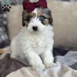 Dot/Mini Bernedoodle									Puppy/Female	/7 Weeks,Meet Dot! These beautiful babies are being well loved and pre spoiled, waiting for their forever home. We are guessing they will be under 30lbs full grown and will make a great addition to any home. They will be up to date on dewormer and puppy vaccinations and vet appointments. They will come microchipped with a tag and all of their up to date paperwork and current dog food in a goody bag to take home. We require a deposit via venmo to hold your puppy. You can come pick your puppy up at our office or we are able to ship for a seperate fee! Reach out via text, call, or email! 