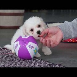 Charlie/Bichon Frise									Puppy/Male	/7 Weeks,Charlie is an absolutely adorable AKC Bichon Frise puppy with a heart as soft as his fluffy white curls. This sweet little guy has the brightest, most curious eyes and a playful spirit that makes everyone fall in love with him instantly. Whether he’s prancing around on his tiny paws, snuggling up for cozy cuddles, or showing off his gentle, loving personality, Charlie brings pure joy wherever he goes. He’s the perfect blend of elegance and playful mischief—an irresistibly cute companion who’s sure to become someone’s very best friend.