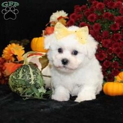 Jan/Bichon Frise									Puppy/Female	/34 Weeks,To contact the breeder about this puppy, click on the “View Breeder Info” tab above.