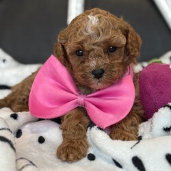 Adopt a dog:Tommie Girl/Cavapoo/Female/February 27, 2026,Hi, I'm Tommie Girl! I'm a 3-week-old female Cavapoo. My dad is a Poodle and my mom is a Cavapoo. I have a beautiful red coat, and I was born on February 27. I'll be ready to go home to my forever family after April 24, once I'm grown enough to leave my litter. When I reach my adult size, I should weigh between 7–10 lbs. I'm all set to bring a little bit of joy and a lot of love.