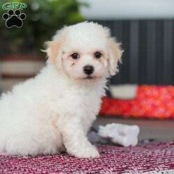 Charlie/Bichon Frise									Puppy/Male	/7 Weeks,Charlie is an absolutely adorable AKC Bichon Frise puppy with a heart as soft as his fluffy white curls. This sweet little guy has the brightest, most curious eyes and a playful spirit that makes everyone fall in love with him instantly. Whether he’s prancing around on his tiny paws, snuggling up for cozy cuddles, or showing off his gentle, loving personality, Charlie brings pure joy wherever he goes. He’s the perfect blend of elegance and playful mischief—an irresistibly cute companion who’s sure to become someone’s very best friend.