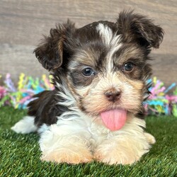 Adopt a dog:Evie/Havapoo/Female/January 23, 2026,Hi, I'm Evie! I'm an 8-week-old female Havapoo. My dad is a Havanese and my mom is a Poodle. I have a beautiful chocolate, tan & white coat, and I was born on January 23. I'll be ready to go home to my forever family after March 20, once I'm grown enough to leave my litter. When I reach my adult size, I should weigh between 10–12 lbs. I can't wait to make your home my forever playground.
