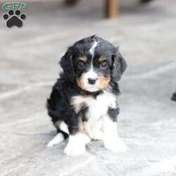 Brody/Cavapoo									Puppy/Male	/February 10th, 2026,Brody is doing Fabulous, Very playful, Socialized and ready for his forever home, Call, Text or Email to schedule a meet, You can schedule a meeting here at our home or Virtually via Facetime or Google meet.