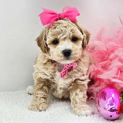 Adopt a dog:Molly/Bichonpoo/Female/February 13, 2026,Hi, I'm Molly! I'm a 5-week-old female Bichonpoo. My dad is a Poodle and my mom is a Bichon Frise. I have a beautiful apricot coat, and I was born on February 13. I'll be ready to go home to my forever family after April 14, once I'm grown enough to leave my litter. When I reach my adult size, I should weigh between 5–8 lbs. I can't wait to fill your home with snuggles and tail wags.
