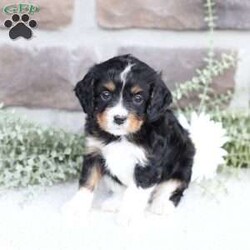 Brody/Cavapoo									Puppy/Male	/February 10th, 2026,Brody is doing Fabulous, Very playful, Socialized and ready for his forever home, Call, Text or Email to schedule a meet, You can schedule a meeting here at our home or Virtually via Facetime or Google meet.