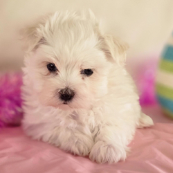Susie/Maltese/Female/February 10, 2026