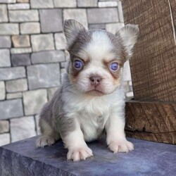 Zack/French Bulldog									Puppy/Male	/28 Weeks,Zack is a purebred AKC registered newshade tan and white “husky” colored fluffy French Bulldog with striking blue eyes and a plush, soft coat that instantly stands out. His rare color combination and excellent structure make him a true example of quality and style. Details: Birthdate: September 5, 2025 Purebred AKC Registered Color: Newshade Tan & White “Husky” Fluffy Blue Eyes Microchipped Up to date on all shots and dewormings Comes with a health guarantee Raised in a loving family home, Zack is well socialized, friendly, and full of personality. He’s curious, playful, and always eager for attention — the perfect mix of confidence and affection. Whether you’re looking for a beautiful companion or a standout Frenchie for your breeding program, Zack is an excellent choice. Delivery is available right to your door! Contact us today to bring Zack home: Zack has it all — rare color, fluffy coat, great temperament, and a lovable personality that’s impossible to resist.